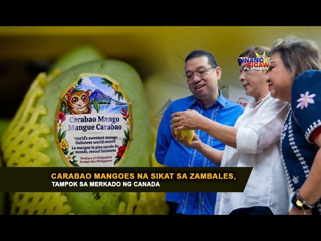 CARABAO MANGOES NA SIKAT SA ZAMBALES, TAMPOK SA MERKADO NG CANADA