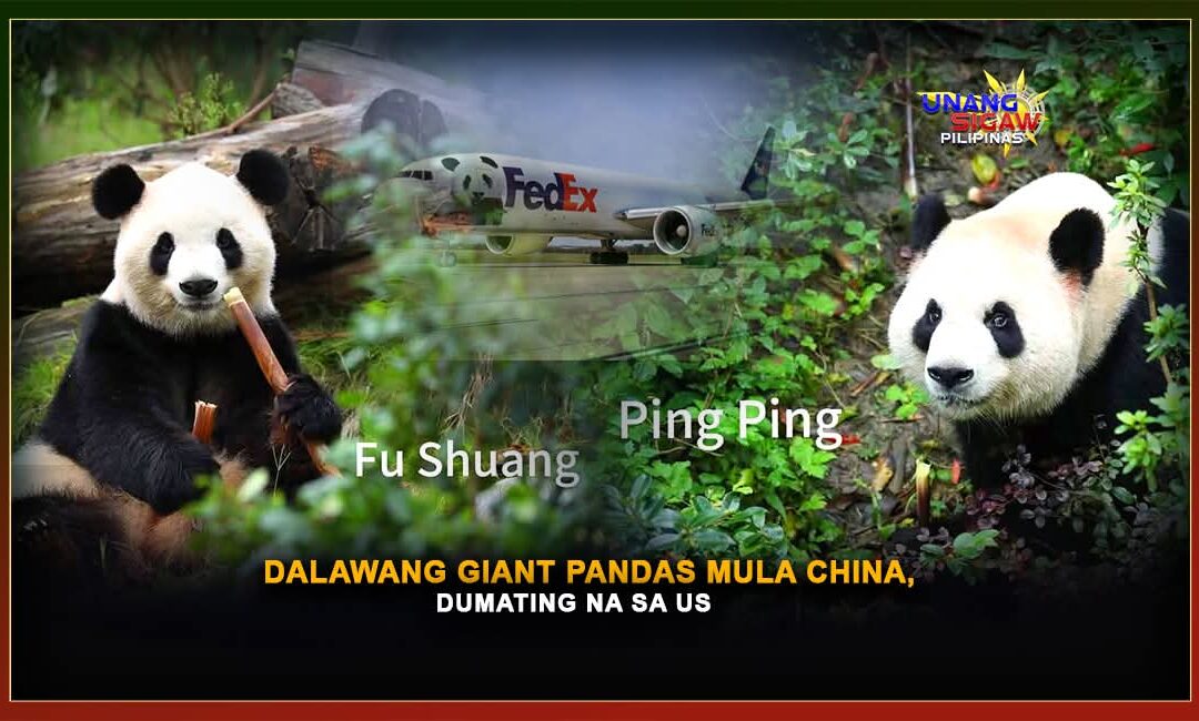 DALAWANG GIANT PANDAS MULA CHINA, DUMATING NA SA US