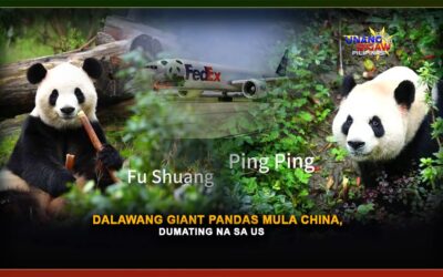 DALAWANG GIANT PANDAS MULA CHINA, DUMATING NA SA US