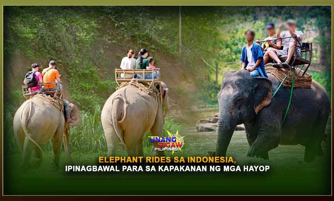 ELEPHANT RIDES SA INDONESIA, IPINAGBAWAL PARA SA KAPAKANAN NG MGA HAYOP